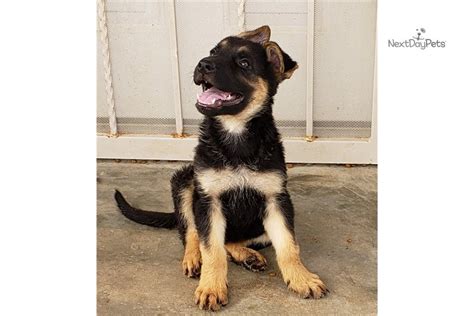 Bi Color M German Shepherd Puppy For Sale Near Phoenix