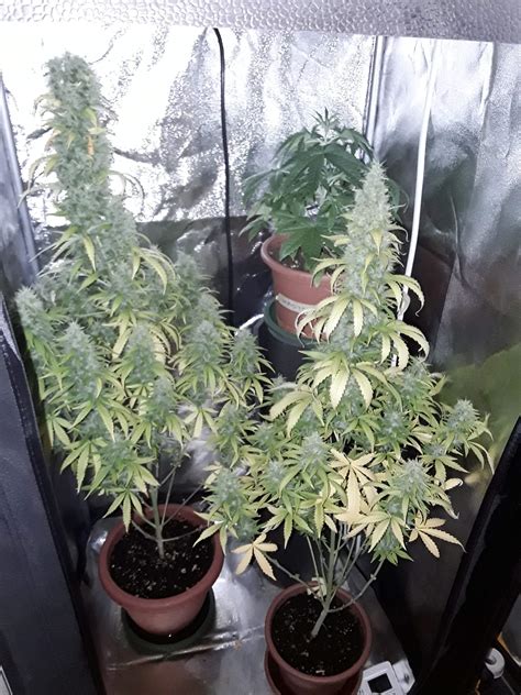 White Label Super Skunk Automatic Grow Diary Journal Week11 By