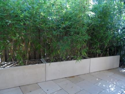 Growing bamboo in pots is an excellent way to incorporate these stunning plants into your garden. my bamboo planters - Quatro Design