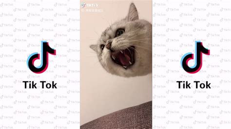 Tik Tok แมว น่ารัก Ep5 Tik Tok Cute Cats Compilation Top 10