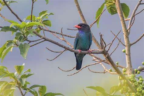 As The Crow Flies A Hong Kong Birding Blog Spring Summary