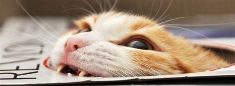 100 Cute Cat And Kitten Cover Photo For Facebook Timeline