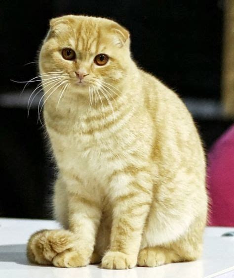 Scottish Fold Cat Sizeweight And Life Expectancy Click To Read Cat