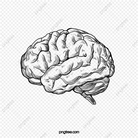 Brain Vector Human Vector Human Clipart Arte Com Greys Anatomy