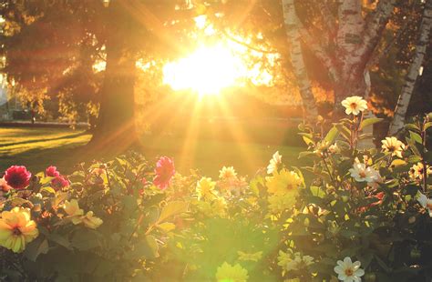 10 Tips To Help Plants Survive Summer Heat Great Park Garden Coalition
