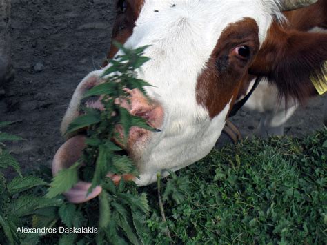 A Cow Eating A Plant Photograph By Alexandros Daskalakis Fine Art America
