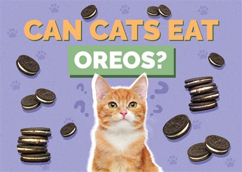 Can Cats Eat Oreos Nutritional Facts And Safety Tips Hepper