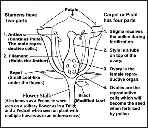 Flowers are the organs used for sexual reproduction in plants. Parts of a Flower Diagram with explanations. | Parts of a ...