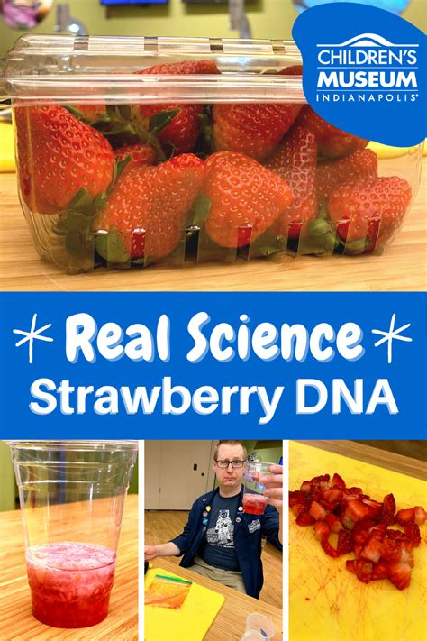 Strawberry Dna Extraction Science Experiment In 2021 At Home Science Experiments Homeschool