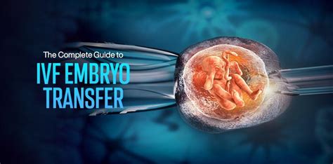 The Complete Guide To Ivf Embryo Transfer Boosting Your Chances Of Success