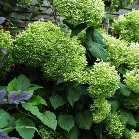 How To Grow Climbing Hydrangeas — Bbc Gardeners World Magazine