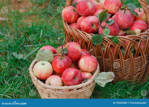 Baskets With Apples Harvest In Fall Garden Stock Photo Image Of