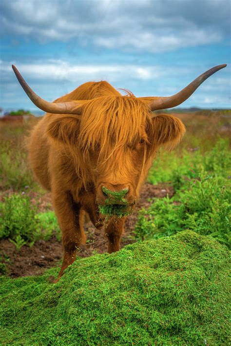 Highland Cow Eating Grass Isle Of Mull Scotland Uk Photograph By