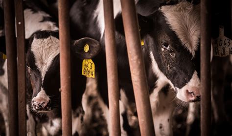 Factory Farmed Cows What Happens To Cattle On Factory Farms