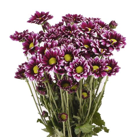 Purple Daisies Fresh Cut Flowers 60 Stems By Bloomingmore