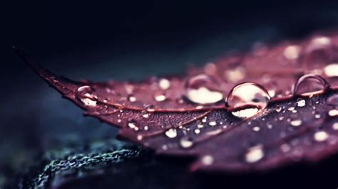 Drip Wallpapers 4k Water Drop Wallpaper 70 Images Images And Photos Finder