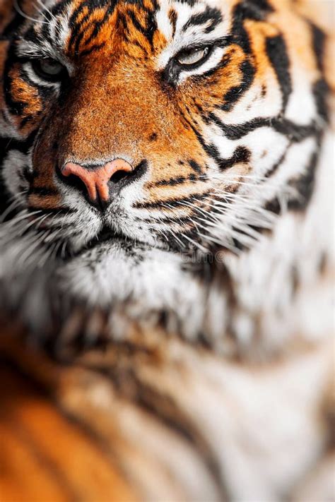 Close Up Of A Tigers Face Stock Photo Image Of Mammal 88214278