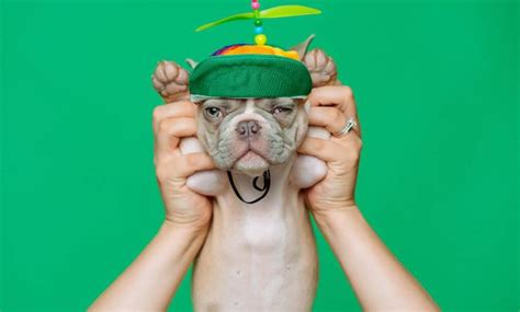 Dove è meglio accarezzare fido?Punti sensibili e zone erogenee