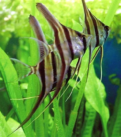 Altum Angelfish Pterophyllum Altum Wild Caught Ph