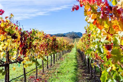 Colorful Vineyard In Autumn Stock Image Image Of Fields Plantation