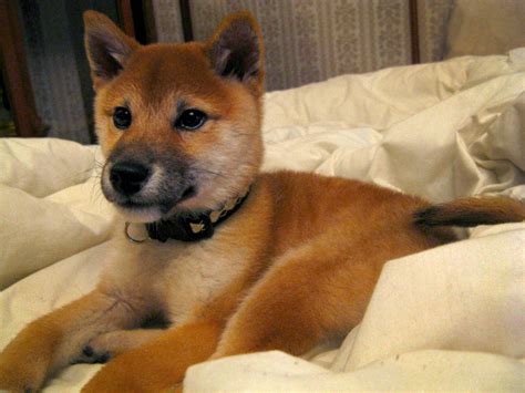 shiba inu fox dog breed  images