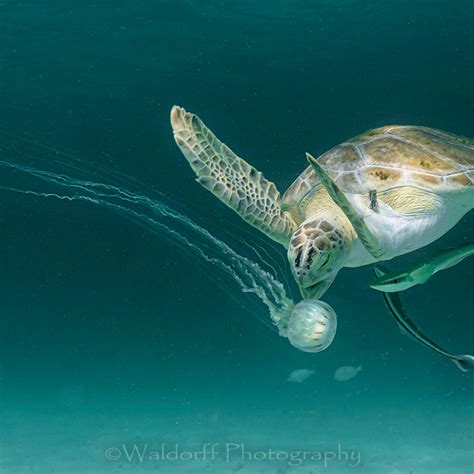 Green Sea Turtle Eating A Jellyfish Navarre Beach Florida Fine Art