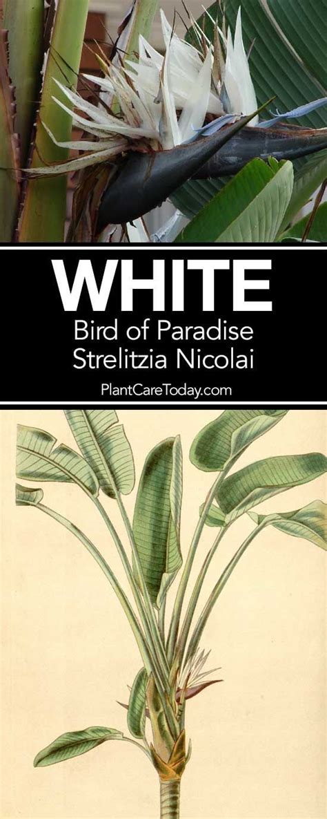Keep the plant evenly moist except the time between november and february when the soil should. How To Care For White Bird of Paradise (Strelitzia Nicolai ...