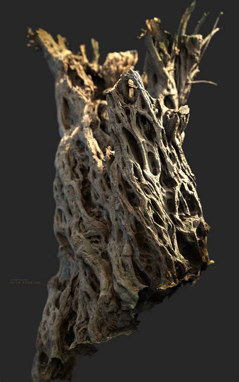Koreybaarts 3d Scanning Trees Photogrammetry Image Packs And Raw 3d