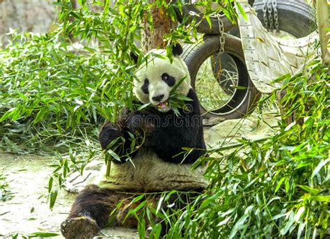 Giant Panda Close Up Panda Eating Shoots Of Bamboo Stock Image Image
