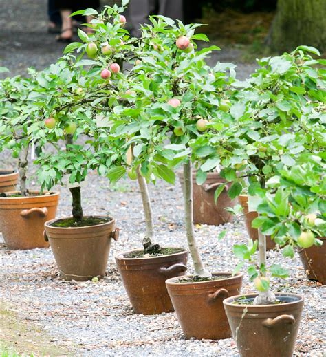 Citrus and tropical trees are also best fruit trees to grow in containers or pots in the early stage. Growing fruit trees in pots & containers | Henry Street ...