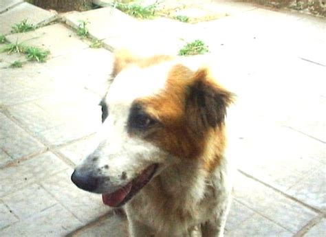 Esto significa que sólo podía entrar en acción cuando había peligro de vida tanto para sus conductores como para terceros el 2 de junio se instituyó en día nacional del perro, en conmemoración a su destacada actuación. Homero Digital: HOY, 2 DE JUNIO, EN ARGENTINA ES EL DIA ...