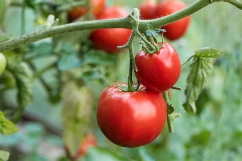 Campari Tomato Facts Information And How To Grow Angelic Home Living