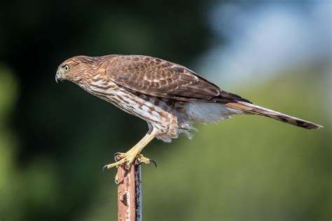 Whats In Your Watershed Coopers Hawk The Watershed Project
