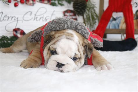 Akc puppies for sale | standard and exotic colors. Dreamy bulldogs available - English/French bulldogs for ...