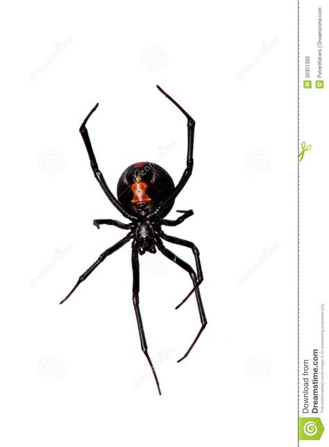 Black widow spiders typically prey on a variety of insects, but occasionally they do feed upon the actual amount of venom injected by a bite is very small in physical volume. Spider, Red-back Underside, Characteristic Bottle Shaped ...