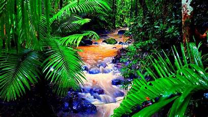 Rainforest Tropical Forest Rain Creek Desktop Wallpapertag