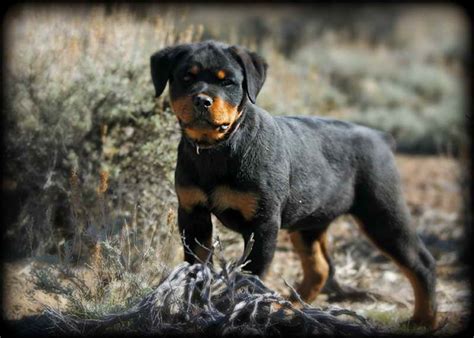 We offer german rottweiler puppies for sale, we are a german rottweiler breeder in california and breed purebred akc new owners von ruemann rottweilers inc. Full Breed German Rottweiler Puppies For Sale | PETSIDI