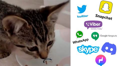 Kitty Chokes But Social Media Ringtones Youtube