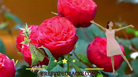 See more ideas about flowers, romantic flowers, beautiful flowers. Musical Romantic Flowers Beautiful Music - YouTube