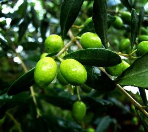 Olivos %100 zeytinyağı sabunları ve paketlemeleri el yapımıdır. Maduración Olivos | Descargar Fotos gratis