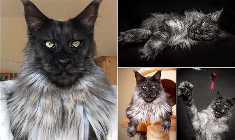 My cat looks exactly the same as alice the maine coon kitten, i was amazed at how similar they were. Meet the majestic cat whose fancy fur has led him to gain ...