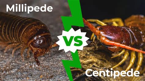 Millipede Vs Centipede The 7 Key Differences Explained A Z Animals