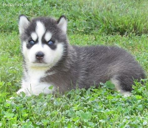 This is not the pup for you if you dislike training or. pure bread siberian husky puppies for Sale in Los Angeles ...