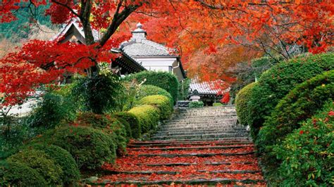 Steps With Red Leaves Between Garden Under Red Blossom Tree Hd Nature
