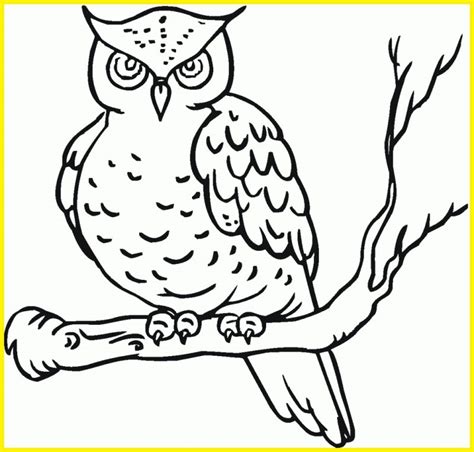 √99 Sketsa Burung Hantu Terbaik Paling Unik Paling Populer Sindunesia
