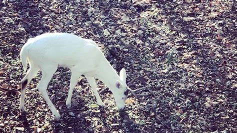 Rare Albino White Tail 12 Point Buck Spotted In Tennessee Wtwc