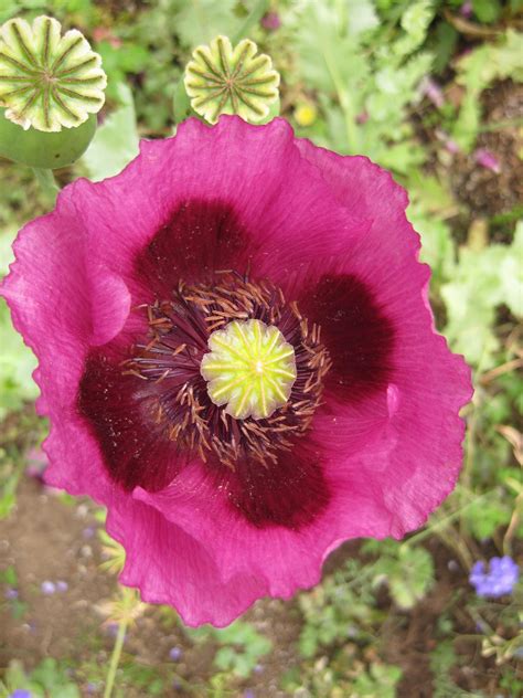 opium poppy flowers papaver somniferum opiate addiction and treatment resource