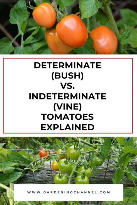 Determinate Bush Vs Indeterminate Vine Tomatoes Explained