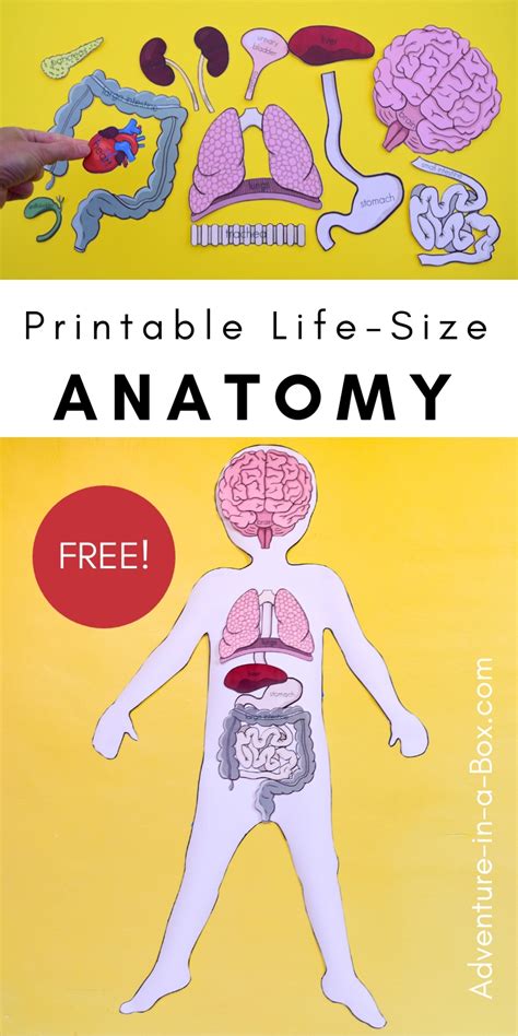 This diagram depicts human anatomy diagram of organs. Free Printable Life-Size Organs for Studying Human Body Anatomy with Children | Adventure in a Box