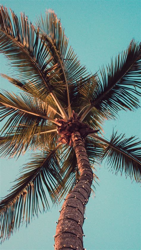 Cool Wallpapers Palm Trees 750x1334 Wallpaper